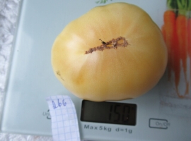 Семена томата Дикси золотой гигантский