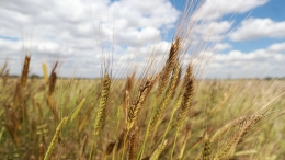 Однозернянка: Древнее золото пшеницы на вашем столе